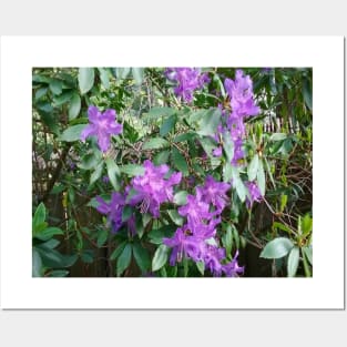 Purple Flowers Nature Photography Pacific Northwest Posters and Art